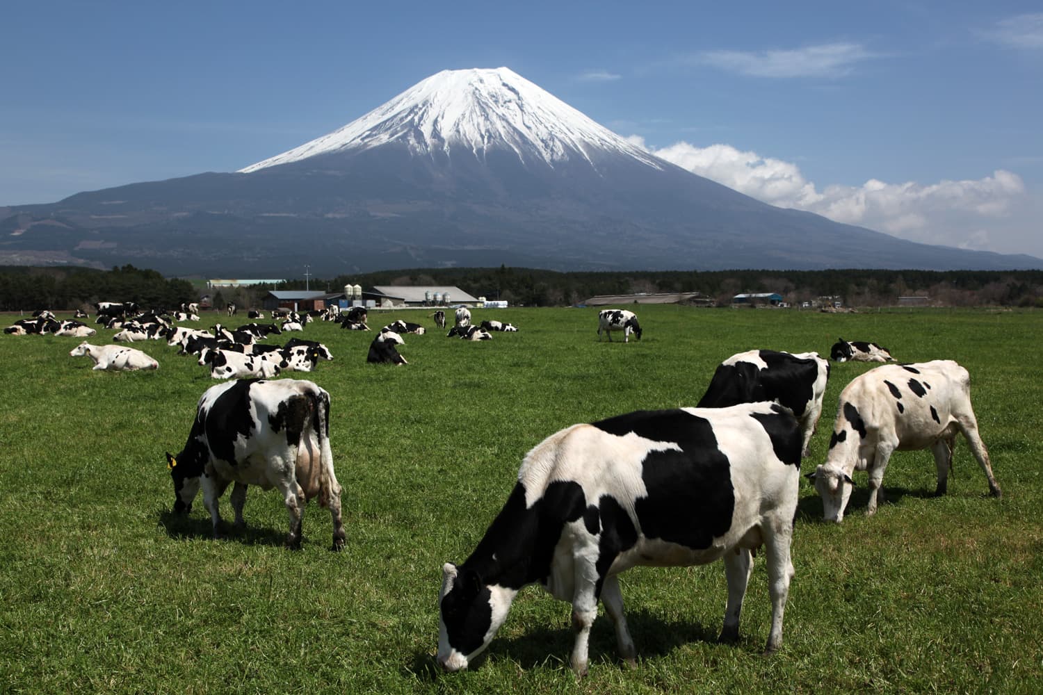 朝霧高原